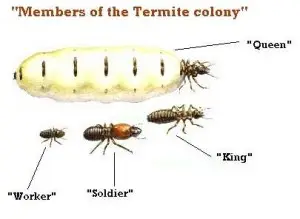 termites2