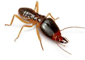 superTermite