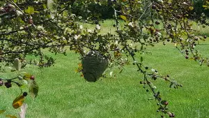 hornet nest in plainwell