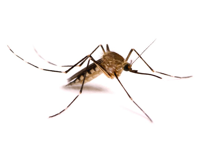 kalamazoo-pest-control-mosquitos