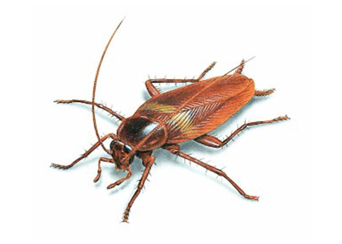 VexGuard Pest Control Of Kalamazoo