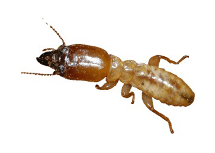 kalamazoo-pest-control-termites