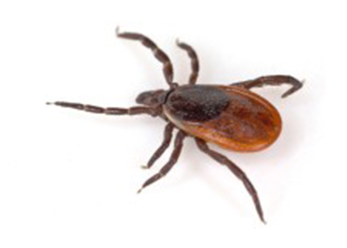 kalamazoo-pest-control-ticks