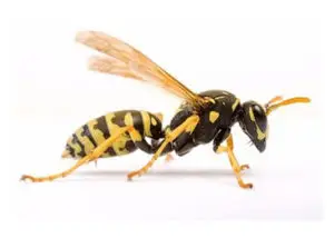 kalamazoo pest control wasps