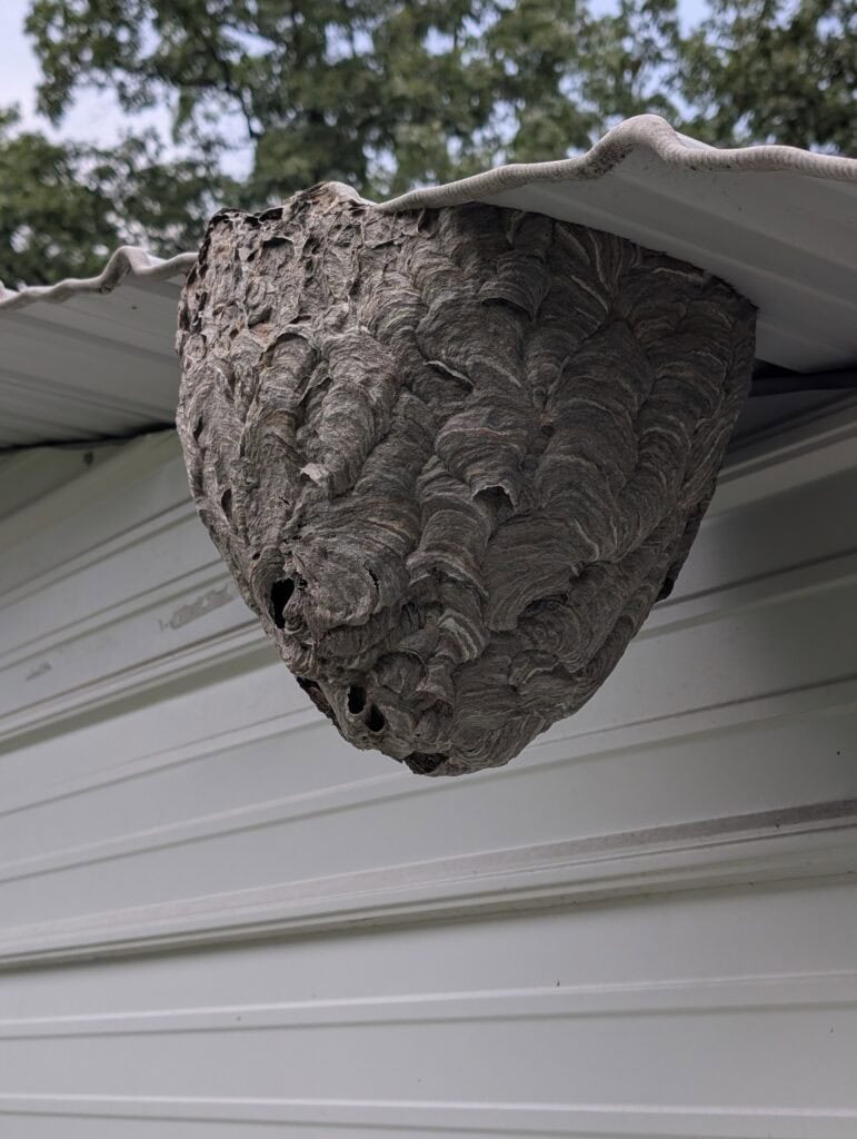 Why Yellowjackets and Hornets Take Over Kalamazoo Yards Every Fall 3 Bald-faced hornet nest hanging under a Kalamazoo home's eave