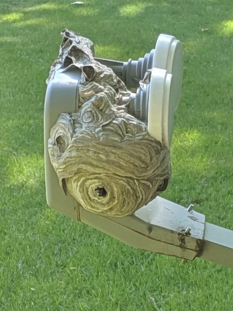Why Yellowjackets and Hornets Take Over Kalamazoo Yards Every Fall 2 Bald-faced hornet nest built on a utility box in a Kalamazoo yard