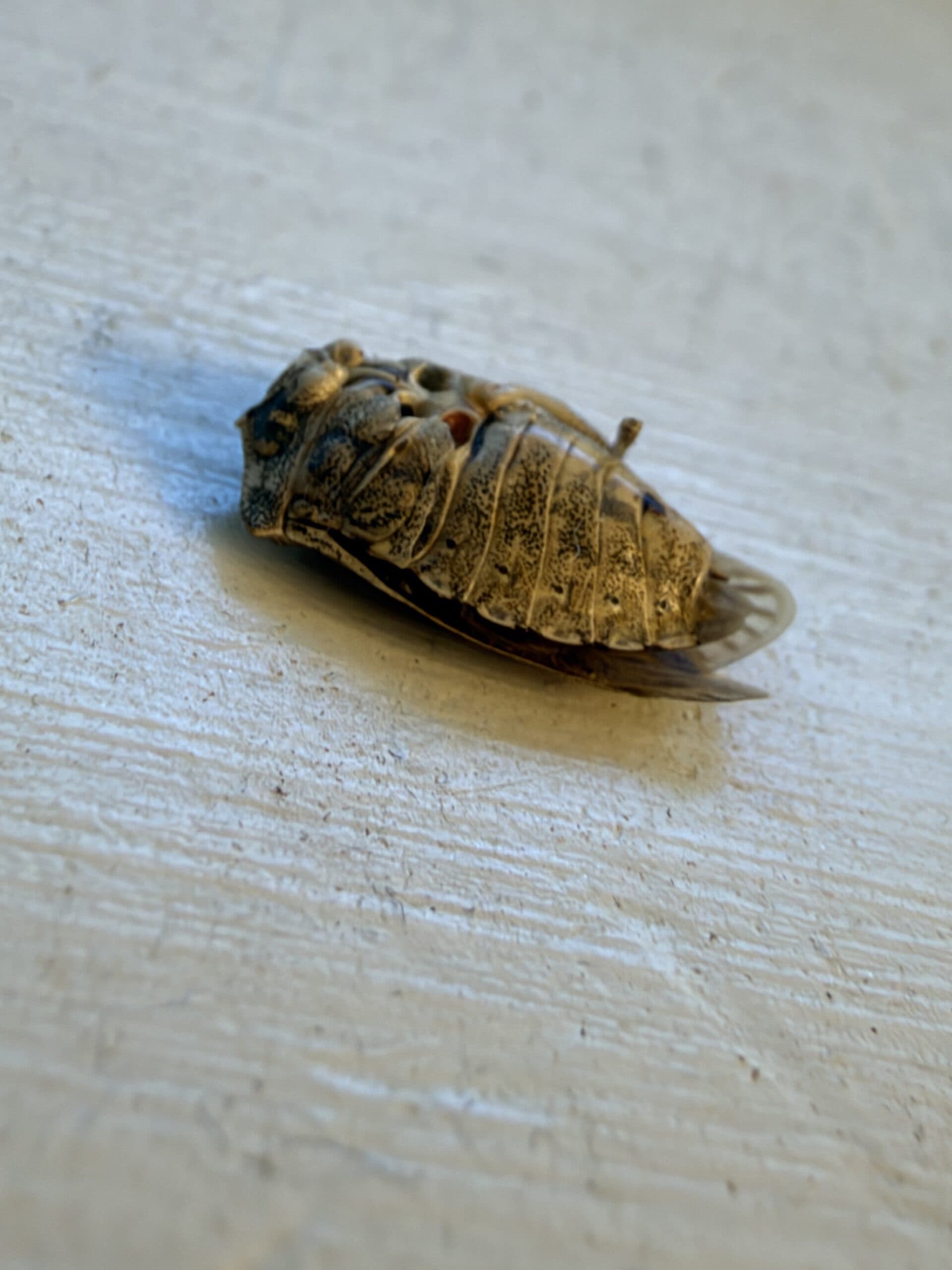Dead brown marmorated stink bug removed from a Kalamazoo, Michigan home by VexGuard Pest Control
