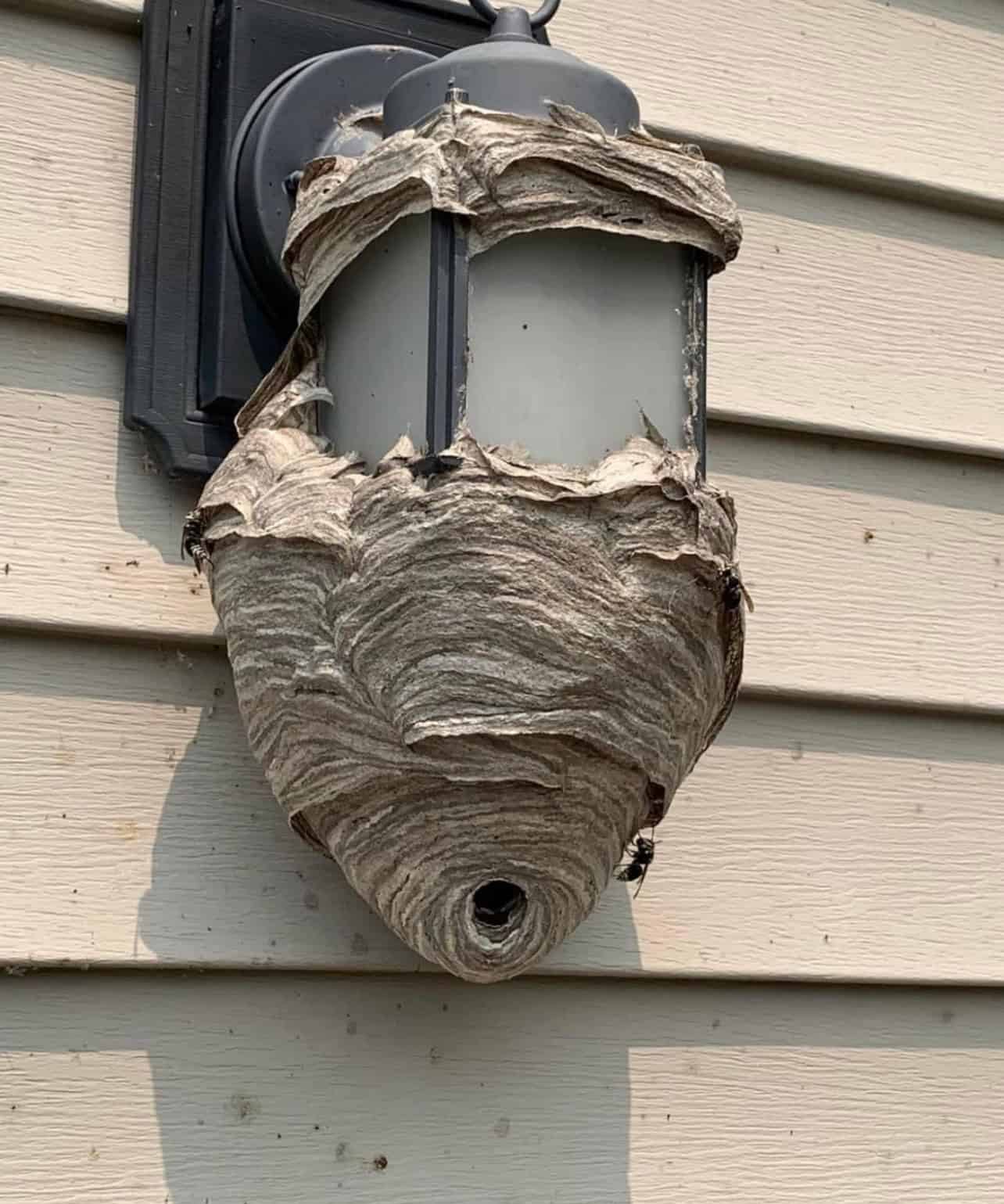 Bald-faced hornet nest built around an outdoor porch light fixture in Kalamazoo, MI
